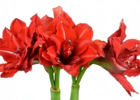 hippeastrum Red Peacock (1)